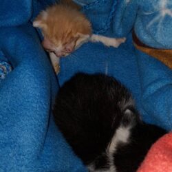 😻 Dimitri und Rasputin 😻

Am 15.6. erreichte …