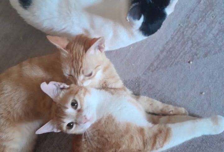 ❗️Zuhause gesucht❗️
🐾 Konfuzios🐾
Geb. … ❗️Zuhause gesucht❗️
🐾 Konfuzios🐾
Geb. …