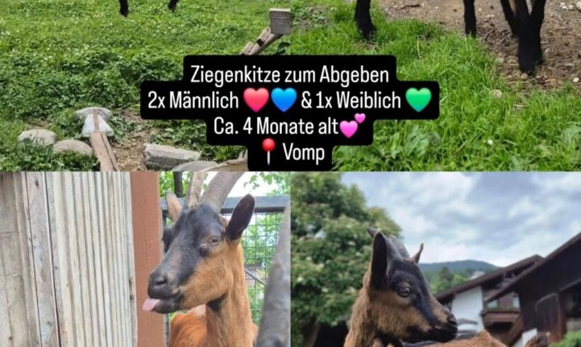 Vielleicht hab i jemanden dabei, der