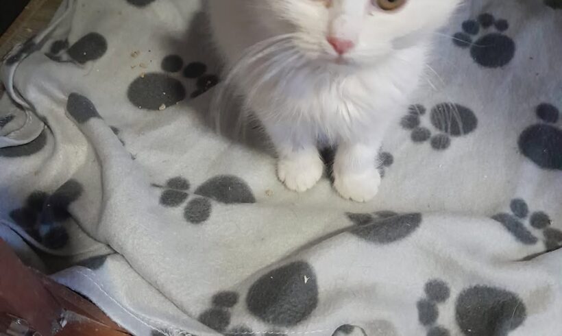 Unsere Pflegestelle Katrin hat zur Zeit