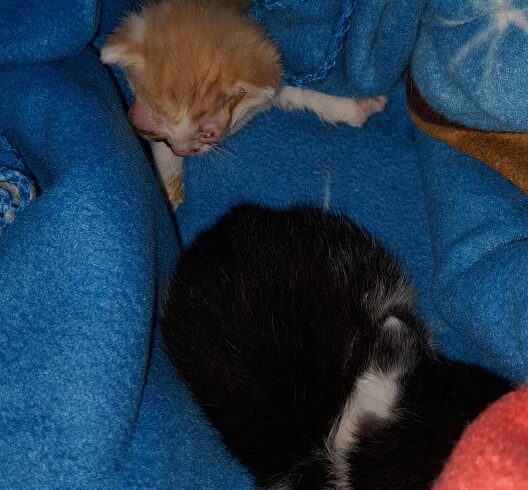 😻 Dimitri und Rasputin 😻
Am 15.6. erreichte … 😻 Dimitri und Rasputin 😻
Am 15.6. erreichte …