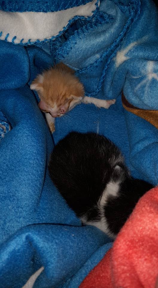 😻 Dimitri und Rasputin 😻
Am 15.6. erreichte … 😻 Dimitri und Rasputin 😻
Am 15.6. erreichte …