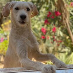 ✨Vermittlungshilfe✨

🐾 CHARLIE – kleiner …