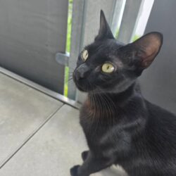 😻 Kater Derek sucht seinen Lieblingsmenschen – …