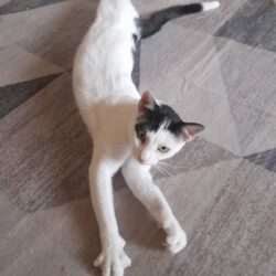 😻VERMITTELT😻

🐾 Mauro 🐾

Alles gute im neuen …