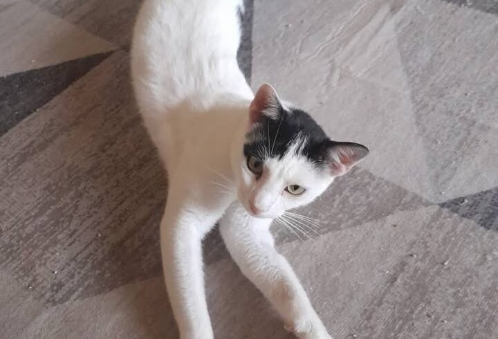 😻VERMITTELT😻

🐾 Mauro 🐾

Alles gute im neuen …