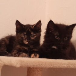 ☘️RESERVIERT☘️

🐾Lucy & Casanova🐾

Geb. April …