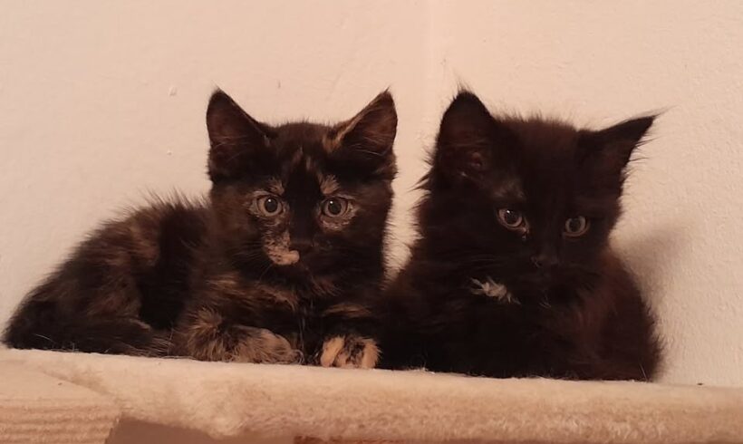 ☘️RESERVIERT☘️
🐾Lucy & Casanova🐾
Geb. April … ☘️RESERVIERT☘️
🐾Lucy & Casanova🐾
Geb. April …