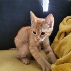 Fundkater in Inzing – zutraulich und gesund gefunden