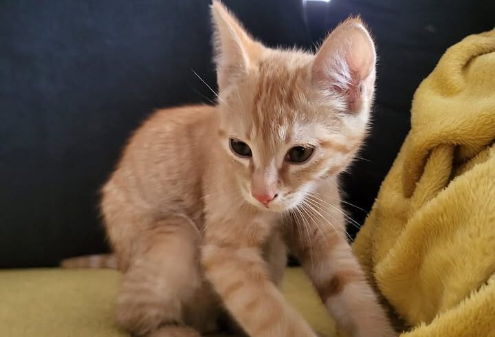 Fundkater in Inzing – zutraulich und gesund gefunden
