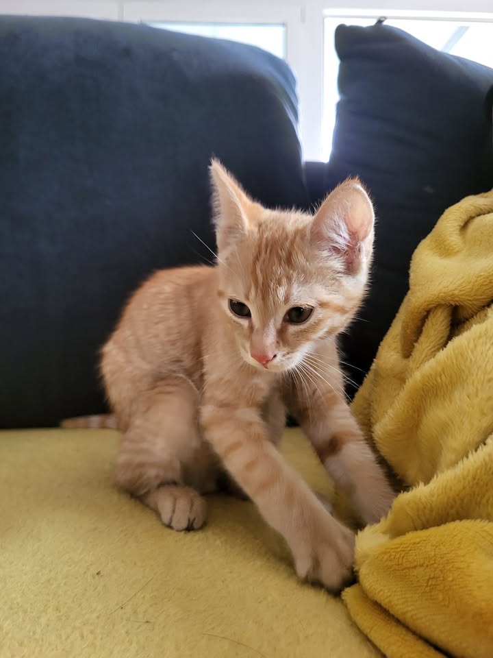 Fundkater in Inzing – zutraulich und gesund gefunden Fundkater in Inzing – zutraulich und gesund gefunden