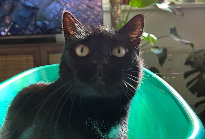 Miezi, Katze – zurückhaltende Einzelkatze mit Freigang gesucht