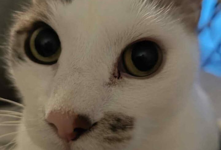 Lenny, ruhige Hauskatze sucht liebevolles Zuhause