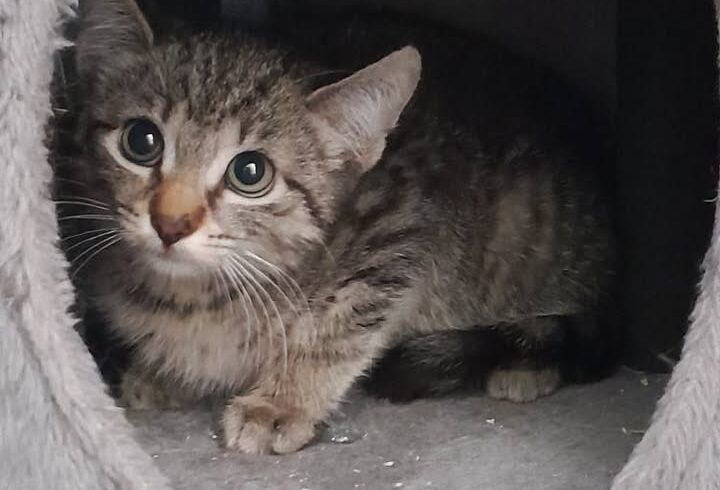 Scarlet, Swana & Santana – Sanfte Katzenkinder, 05/25