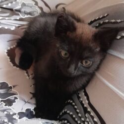 Viktor, junge Katze – ruhig und sozial, als Zweitkatze