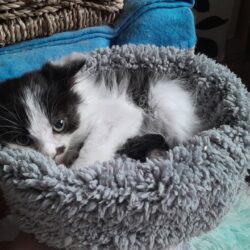 Anastasia, schüchterne Katzenlady – sanfte Zweitkatze gesucht