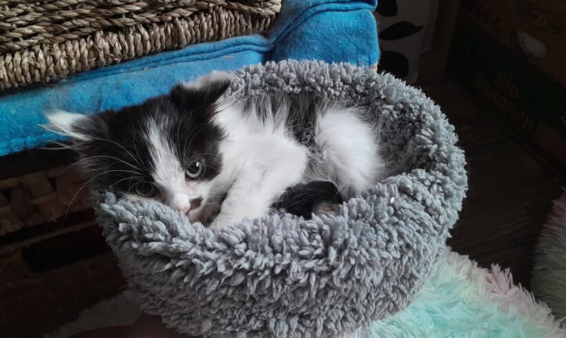 Anastasia, schüchterne Katzenlady – sanfte Zweitkatze gesucht