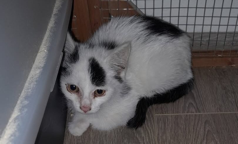 Aria & Runa – vorsichtige Katzen-Schwestern suchen Zuhause