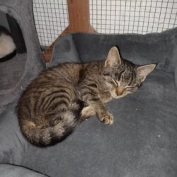 Fritz und zwei Tiger-Kitten – zutraulich, in Pflege Fritz und zwei Tiger-Kitten – zutraulich, in Pflege