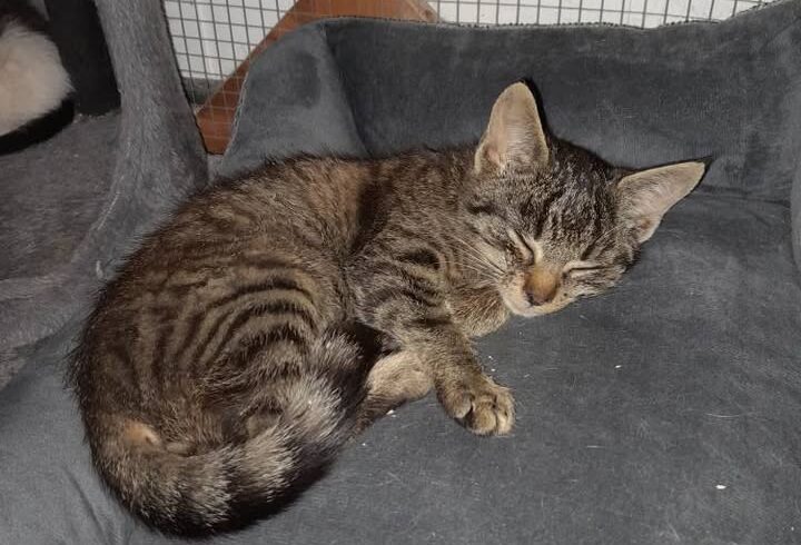 Fritz und zwei Tiger-Kitten – zutraulich, in Pflege