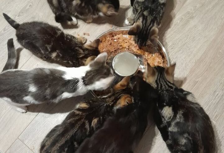 Kätzchen suchen paarweise oder zu gleichaltriger Katze ein Zuhause
