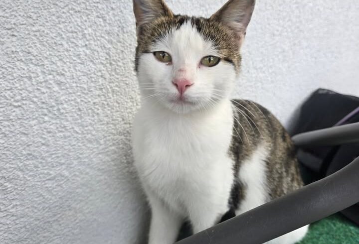 Tilda – verschmuste Katze neu eingezogen