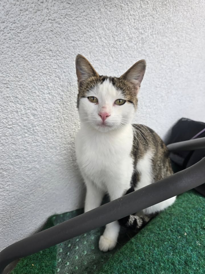 Tilda – verschmuste Katze neu eingezogen Tilda – verschmuste Katze neu eingezogen