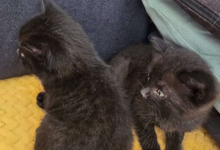 Zwei kleine Katzen noch nicht zur Vermittlung