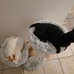 Kater Derek sucht Zuhause mit Freigang und Gesellschaft