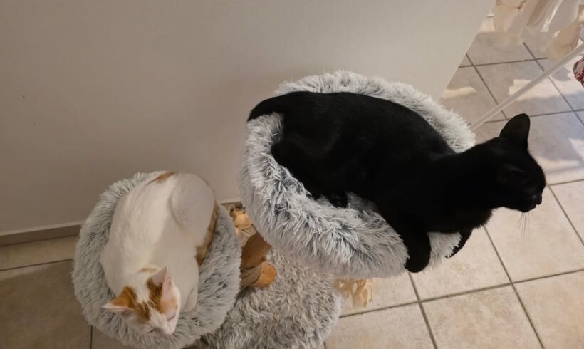Kater Derek sucht Zuhause mit Freigang und Gesellschaft