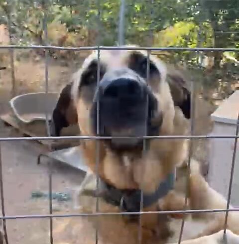 Hunde mit Freude an Kaustangen