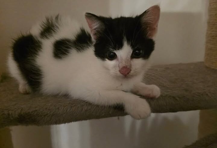 Katze Harriett zieht mit Kater Edgar zusammen ins Zuhause