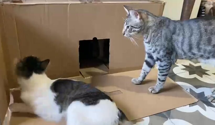 Katzen auf Kreta genießen Futter und Kartons