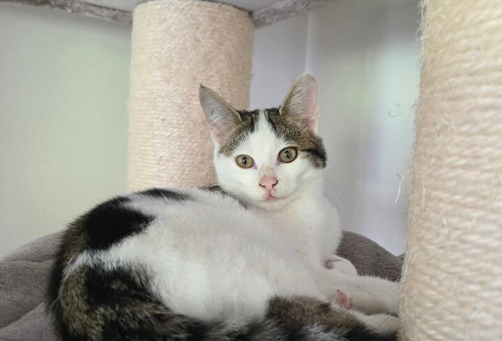 Kater Edgar sucht Zuhause einzeln oder mit Katzenkumpel