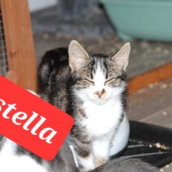 Katze Estella, Jasmine, Elektra, Kiki, Franzi, Achilles, Archie, Vivaldi suchen Zuhause