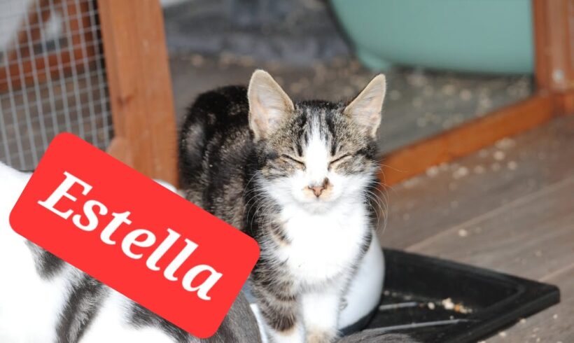 Katze Estella, Jasmine, Elektra, Kiki, Franzi, Achilles, Archie, Vivaldi suchen Zuhause