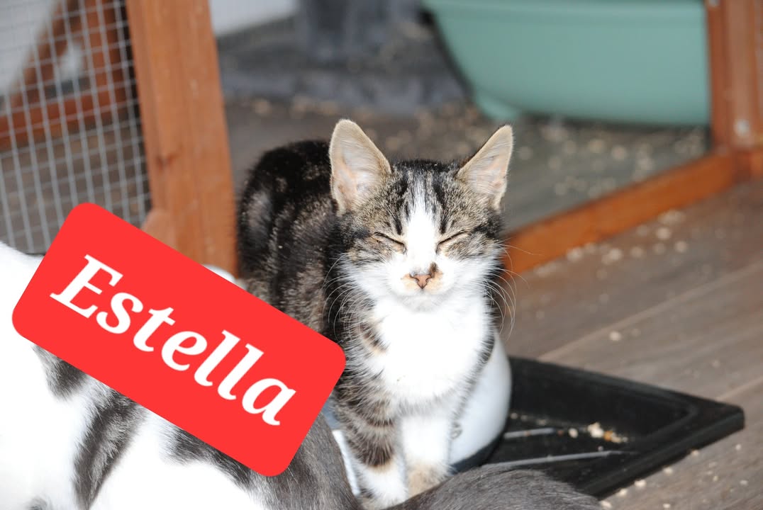 Katze Estella, Jasmine, Elektra, Kiki, Franzi, Achilles, Archie, Vivaldi suchen Zuhause Katze Estella, Jasmine, Elektra, Kiki, Franzi, Achilles, Archie, Vivaldi suchen Zuhause