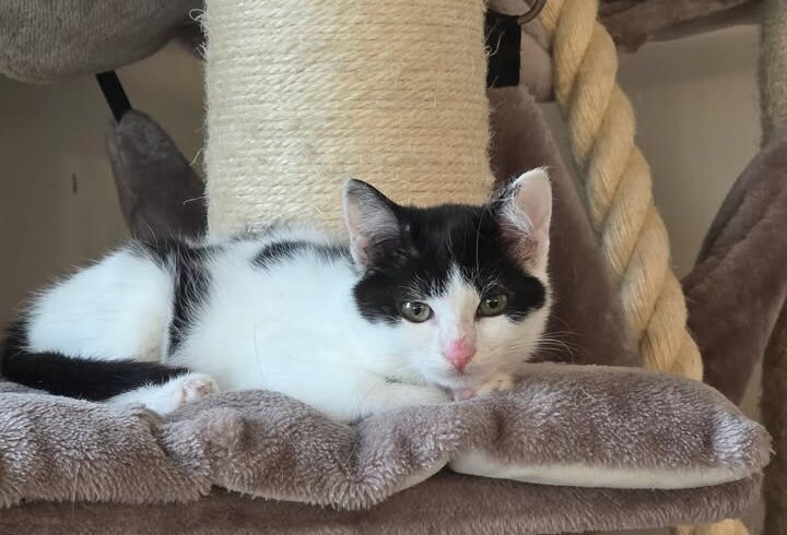 Katzenpaar Harriet & Edgar sucht gemeinsames Zuhause