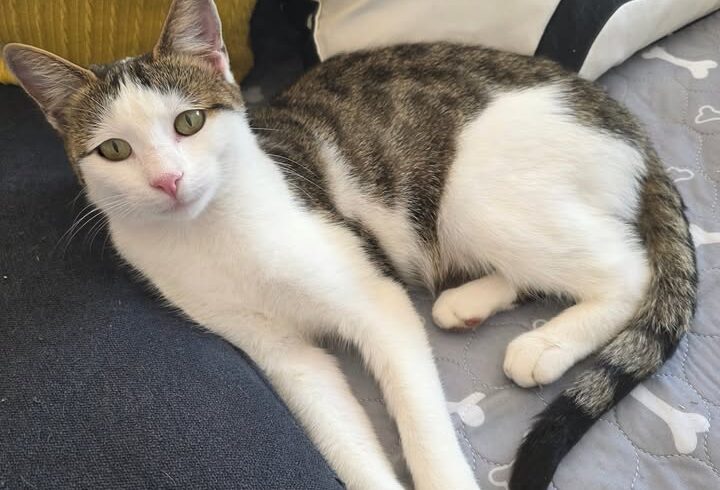 Katze Tilda sucht Freigang und Kumpel zur Vermittlung