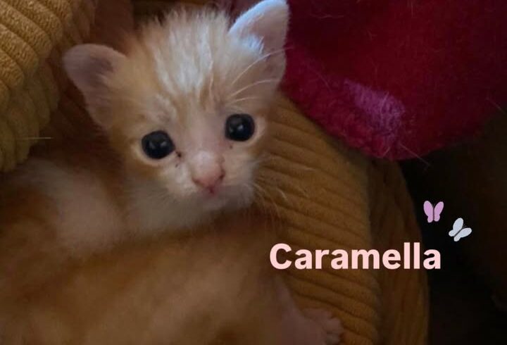 Vier rot-weiße Katzenkinder suchen Paten für den Start