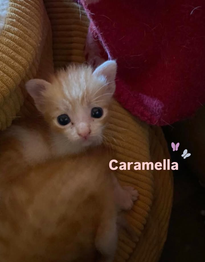 Vier rot-weiße Katzenkinder suchen Paten für den Start Vier rot-weiße Katzenkinder suchen Paten für den Start