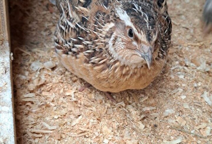 Wachtelgockel sucht Wirkungskreis in Gruppe