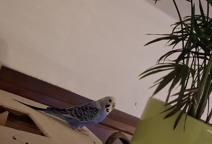 Wellensittich Lauser sucht neues Zuhause zu Artgenossen Wellensittich Lauser sucht neues Zuhause zu Artgenossen