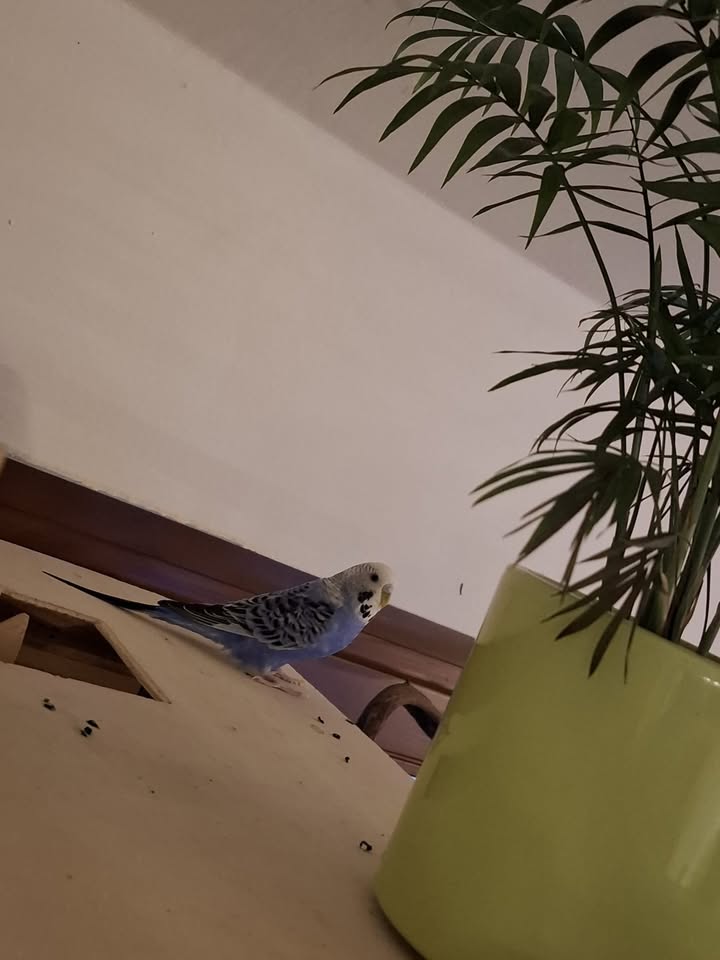 Wellensittich Lauser sucht neues Zuhause zu Artgenossen Wellensittich Lauser sucht neues Zuhause zu Artgenossen