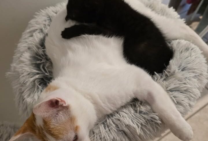 Familienidylle mit schwarzen Katzen und großem Kater Familienidylle mit schwarzen Katzen und großem Kater