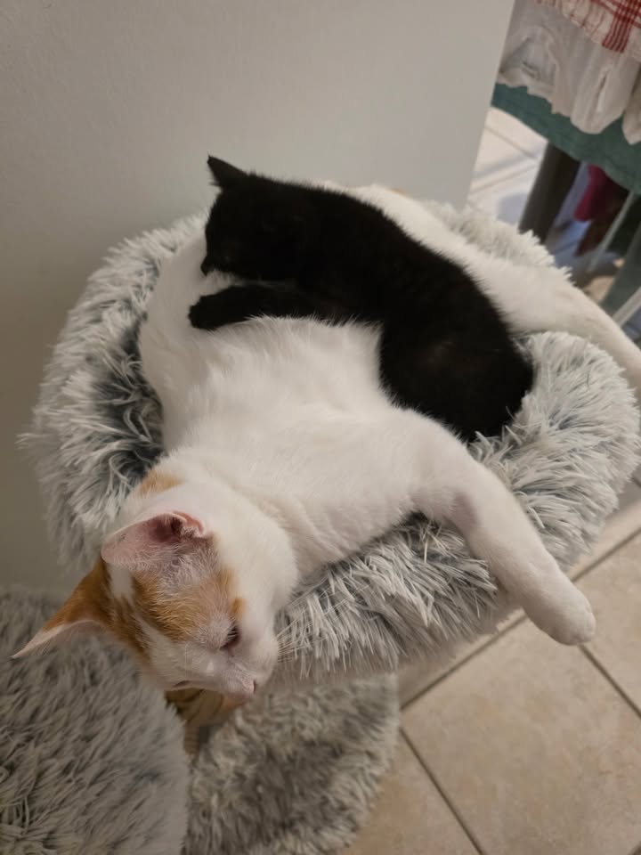 Familienidylle mit schwarzen Katzen und großem Kater Familienidylle mit schwarzen Katzen und großem Kater