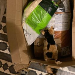 Pakete für Hunde, Katzen und Menschen auf Kreta