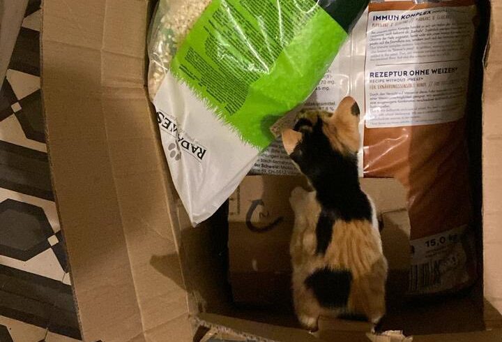 Pakete für Hunde, Katzen und Menschen auf Kreta Pakete für Hunde, Katzen und Menschen auf Kreta