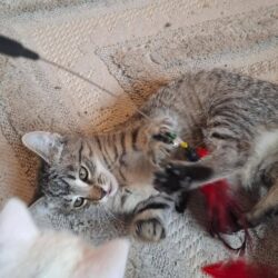 9 Kätzchen suchen Zuhause, teilweise paarweise oder zu gleichaltriger Katze
