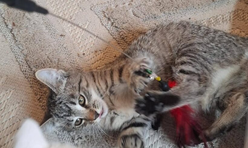 9 Kätzchen suchen Zuhause, teilweise paarweise oder zu gleichaltriger Katze 9 Kätzchen suchen Zuhause, teilweise paarweise oder zu gleichaltriger Katze